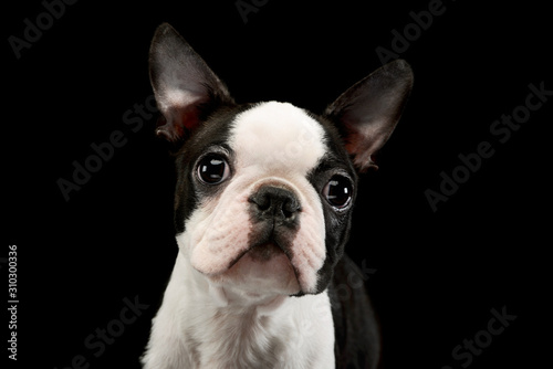 Portrait of an adorable Boston Terrier © kisscsanad