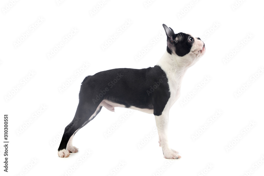 Studio shot of an adorable Boston Terrier