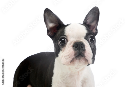 Fototapeta Naklejka Na Ścianę i Meble -  Portrait of an adorable Boston Terrier