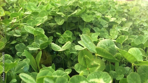 Green clover field