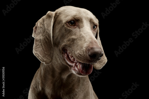 Portrait of an adorable Weimaraner