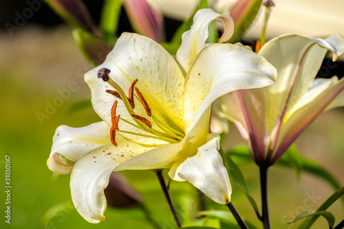 Colorful soft yellow big trumpet lily flower blooms in the summer garden.