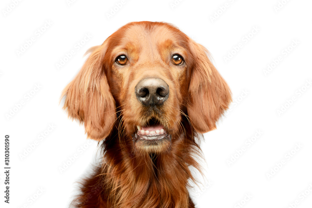 Portrait of an adorable irish setter