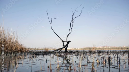 Gloomy landscape. Withered tree in water photo