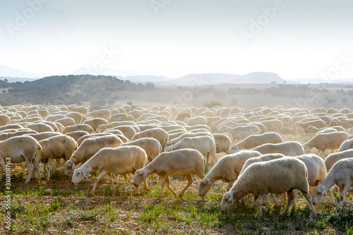 Breeding of sheep in a farm.