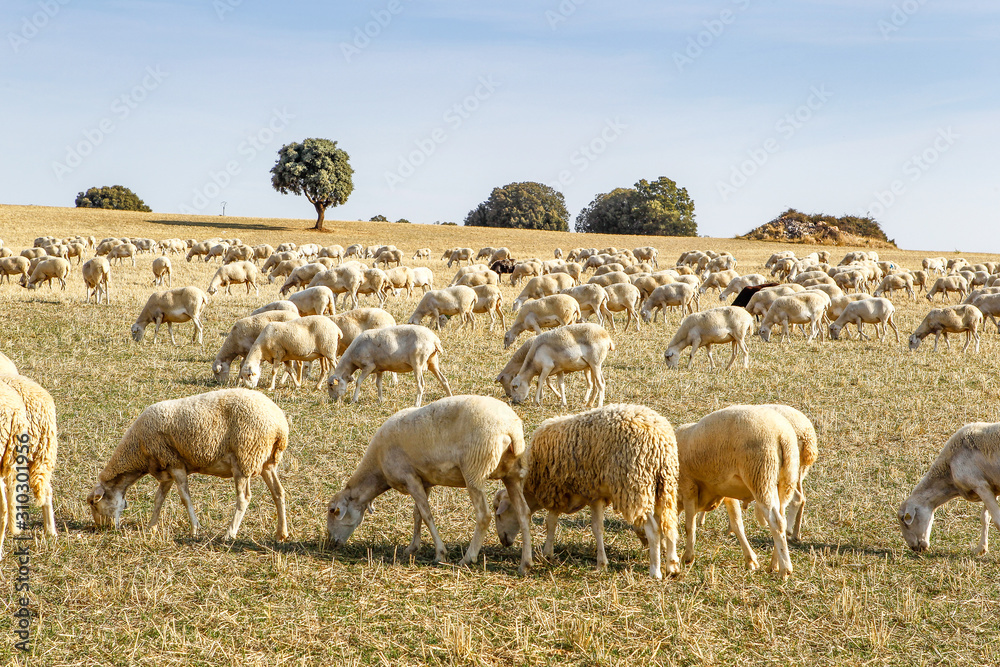 Fototapeta premium Breeding of sheep in a farm.