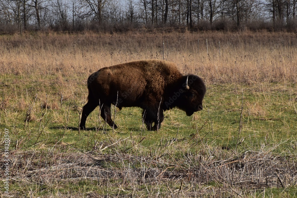 Bison 2 Bison 2