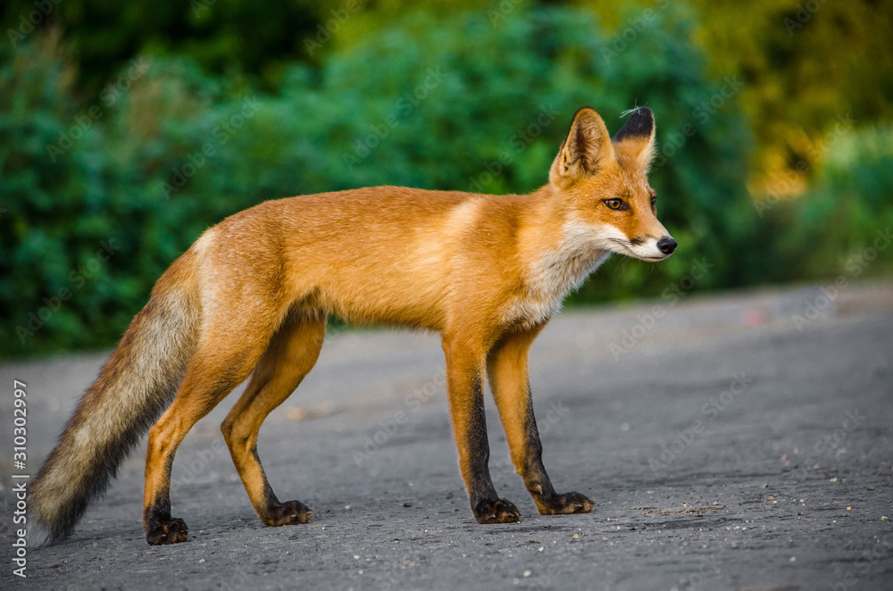 Fototapeta premium Fox