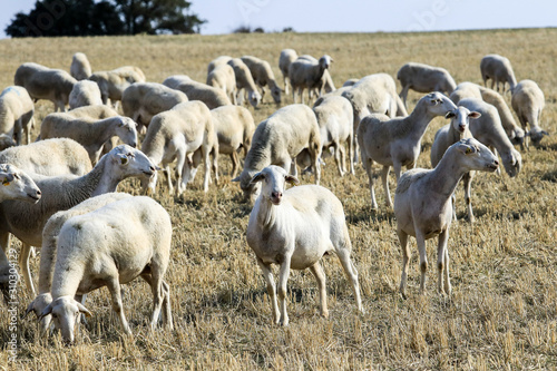 Breeding of sheep in a farm. © Eduardo