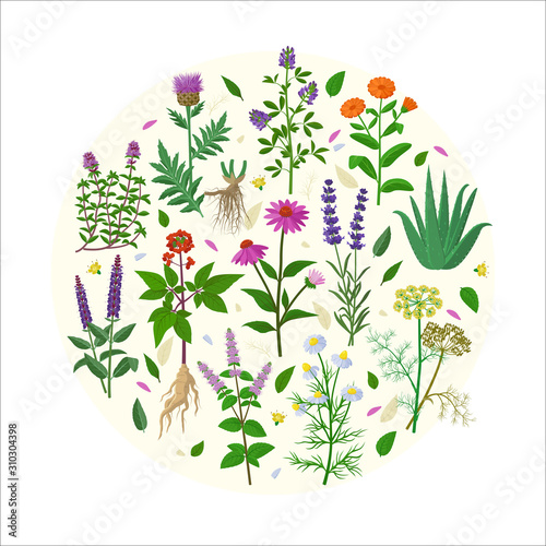 Collection of healing herbs and flowers in flat design vector illustrations isolated on white background. Chamomile, Aloe vera, Lavandula , Calendula, Thyme, Alfalfa, Echinacea, Panax, Salvia etc.