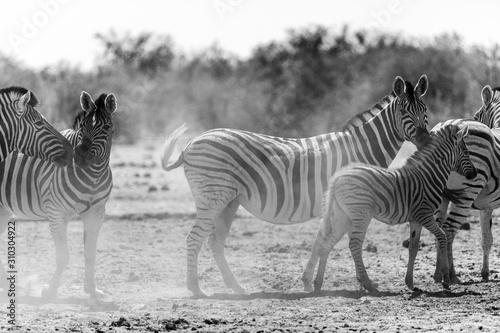 zebras in Etosha national park  Namibia in Africa