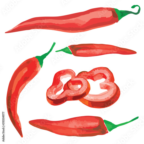 Watercolor vector illustrated red chili pepper