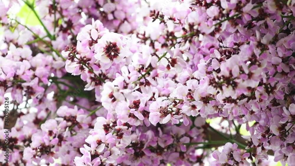 Millettia brandisiana Kurz Flower Millettia brandisiana Kurz Flower