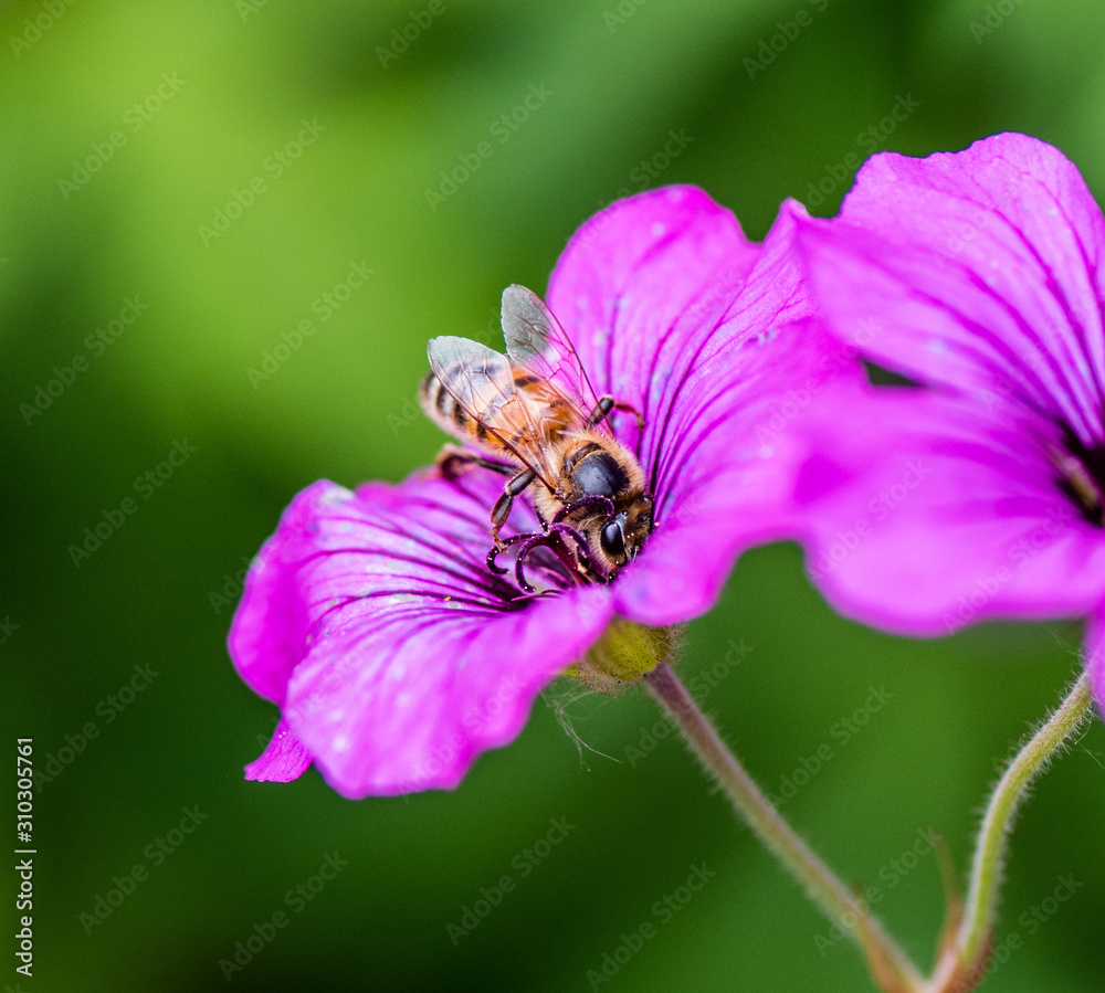 macrophotography of a purple flower with a striped bee sucking honey macrophotography of a purple flower with a striped bee sucking honey
