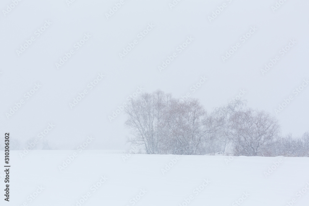 Winter landscape. Trees without foliage in a field covered with snow Winter landscape. Trees without foliage in a field covered with snow