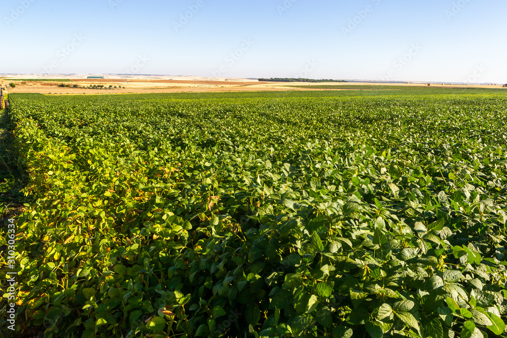 Soy plantation, for human consumption.