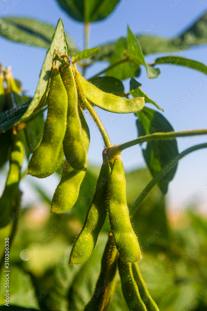 Obraz premium Soy plantation, for human consumption.