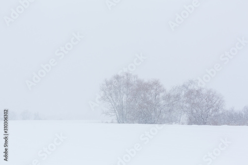 Winter landscape. Trees without foliage in a field covered with snow © Kate