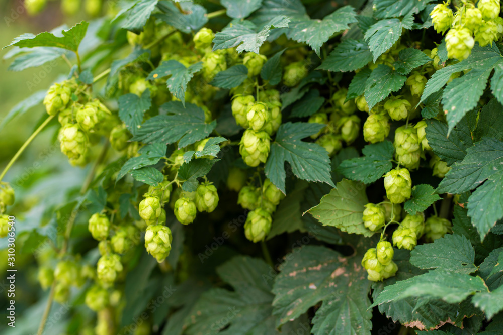 green hop bush grows in the garden green hop bush grows in the garden