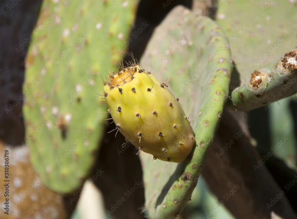 Opuntia ficus-indica (prickly pear) cactus fruit Opuntia ficus-indica (prickly pear) cactus fruit
