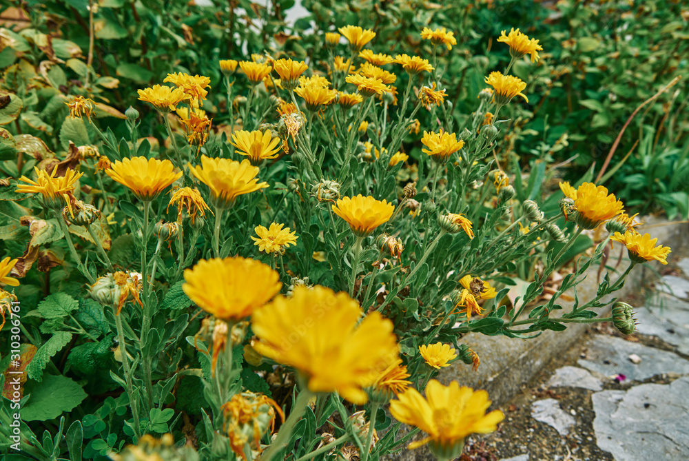Yellow flowers of spring pheasant's eye (Adonis vernalis). General view of group of flowering plants on flowerbed