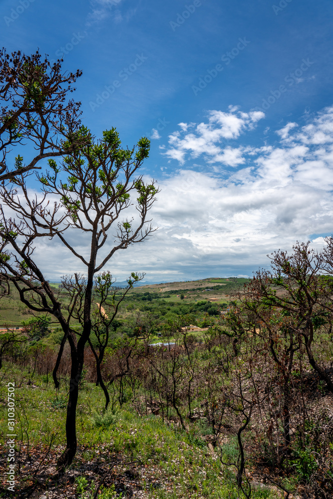 Dry vegetation in Minas Gerais state in Brazil Dry vegetation in Minas Gerais state in Brazil