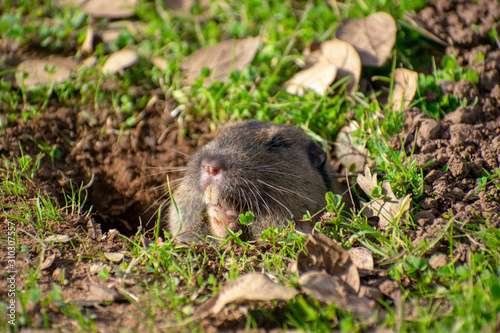 Valley pocket gopher, Thomomys bottae, emerging from the burrow