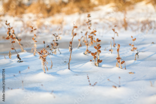 thorns plants in the snow © russieseo