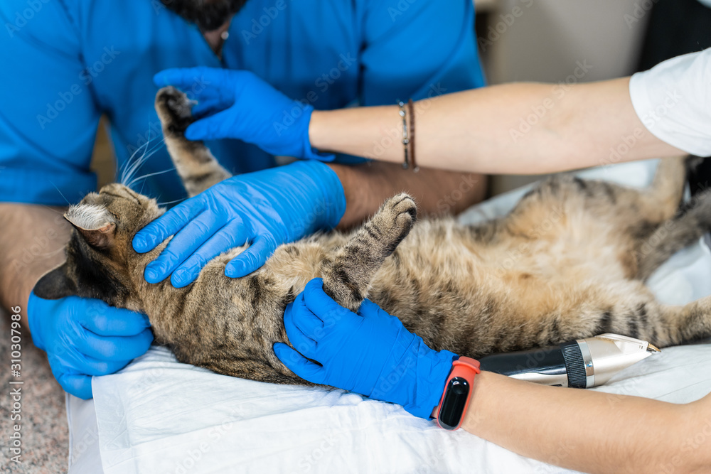 Professional doctors veterinarians perform ultrasound examination of the internal organs of a cat in a veterinary clinic Professional doctors veterinarians perform ultrasound examination of the internal organs of a cat in a veterinary clinic