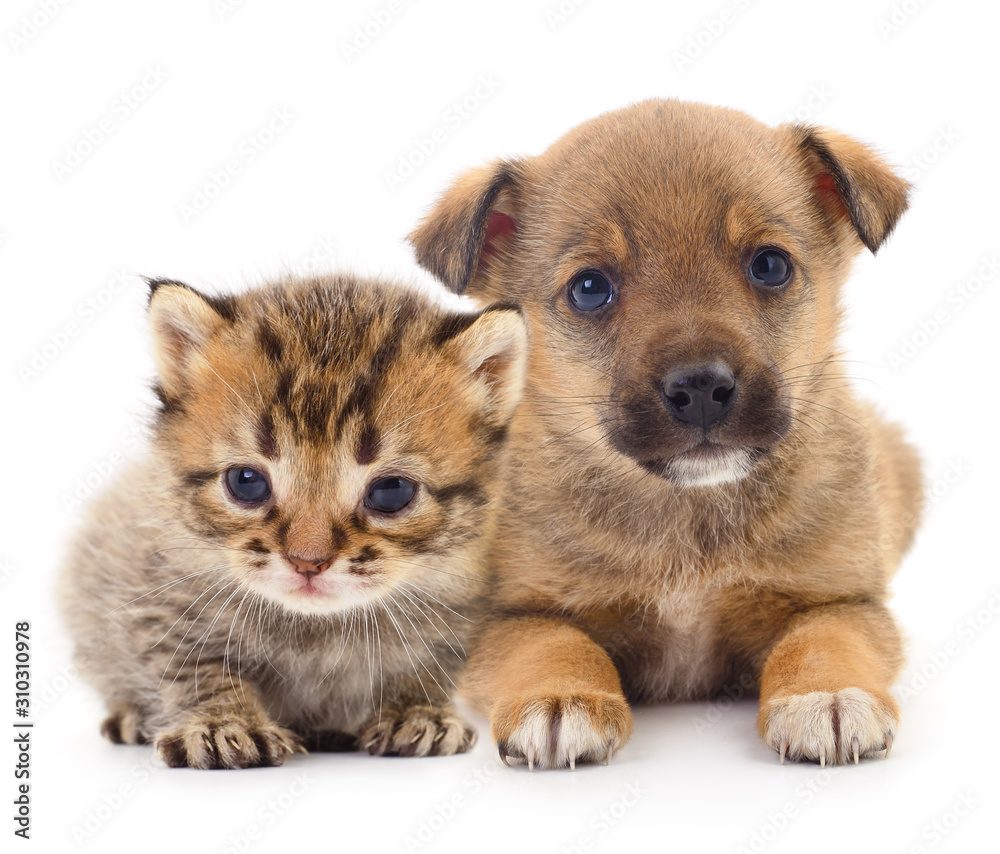 Obraz premium Baby puppy and kitten.