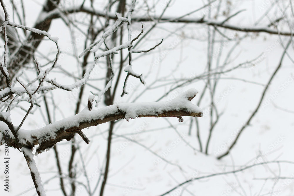 tree branches covered with snow during a blizzard tree branches covered with snow during a blizzard