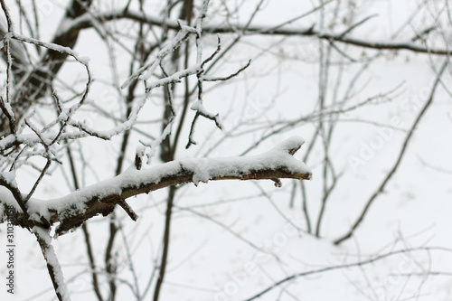 tree branches covered with snow during a blizzard