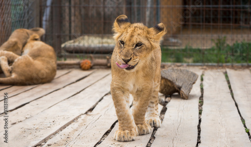 Adorable Young Lion Walking towards Camera on Wooden Floor in ZOO photo