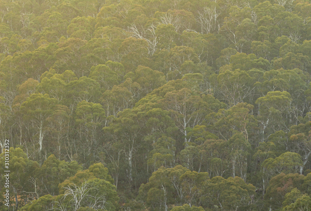 Morning sun on trees in Mt Kosciusko National Park NSW Australia Morning sun on trees in Mt Kosciusko National Park NSW Australia