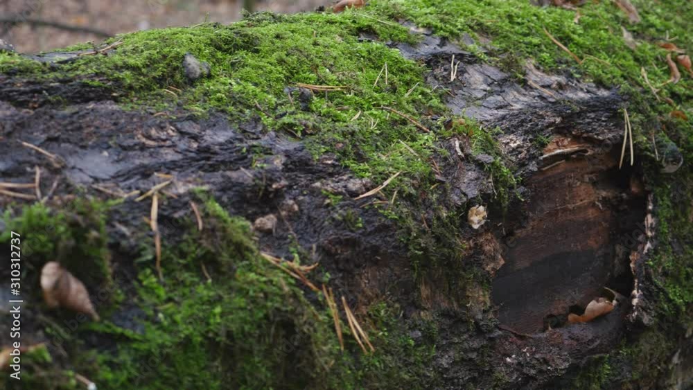 Old Tree Rotten Log Overgrown With Green Moss In Late Autumn Forest Panning Slider Shot. Old Tree Rotten Log Overgrown With Green Moss In Late Autumn Forest Panning Slider Shot.