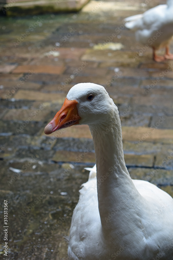 Detail of Tame White Goose in Stone Courtyard of Medieval Church Detail of Tame White Goose in Stone Courtyard of Medieval Church