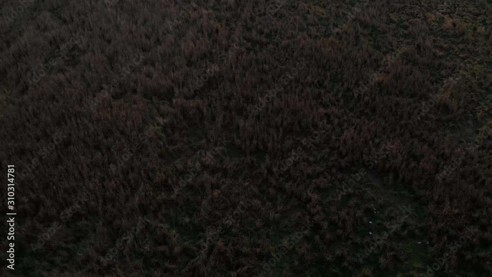 High View Starting in Graveyard and Transition Over Trees in a Field at Sunrise