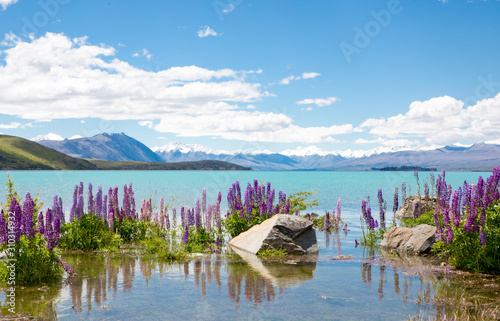 Photos Gorgeous lakeside views of Mt Cook and pretty wild lupins at Lake Tekapo, New Ze