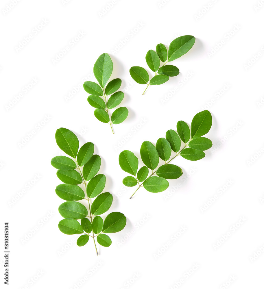 Moringa leaf isolated on white - obrazy, fototapety, plakaty 