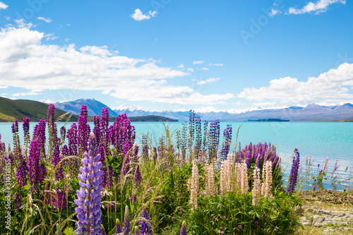 Beautiful vibrant pink and purple lupins flower around Lake Tekapo in early summer, New Zealand