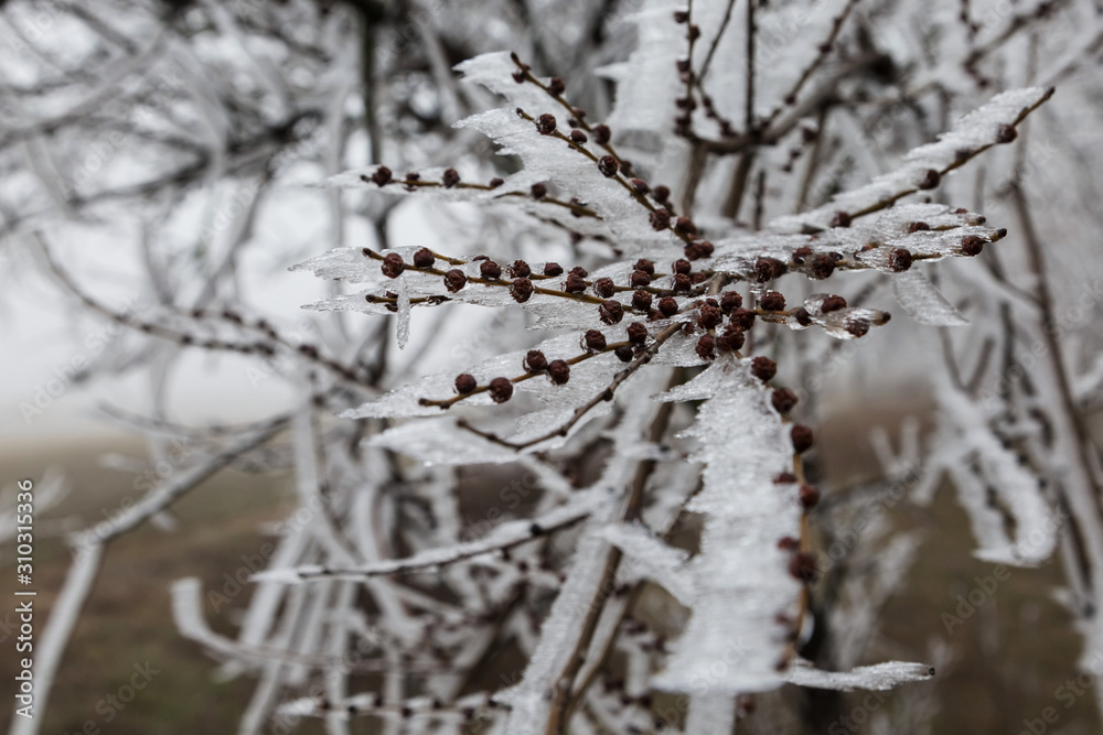 Ice on the branches of trees. Winter.