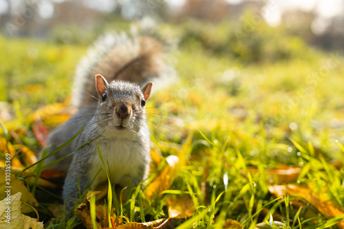 Beautiful close up of a happy squirrel on the grass