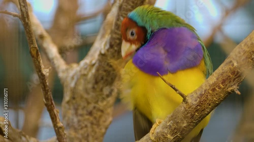 Close up of male Gouldian Finch Bird sitting on a branch scratching his head. photo