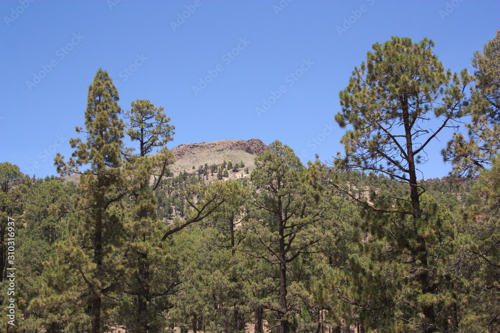 Canarian pine forest near a mountain a blue skies day