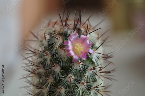 desert flowers