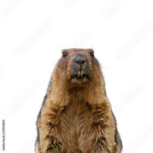 Groundhog isolated on white background photo