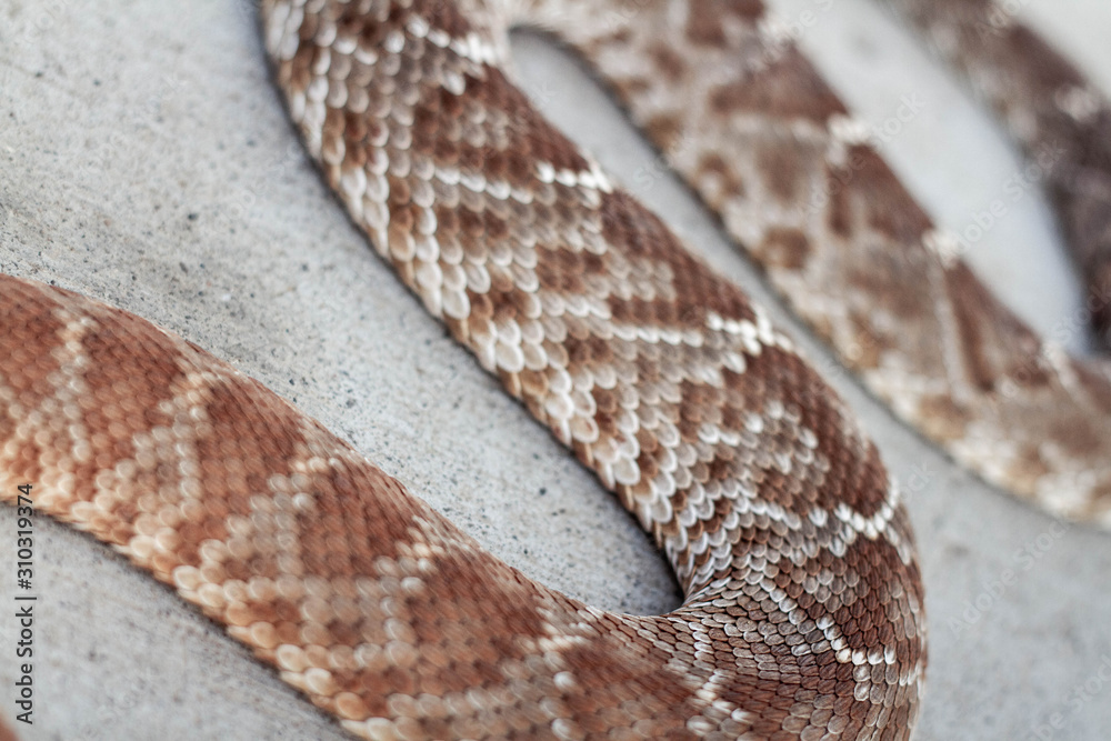 Rattle snake closeup. Venomous snakes. Danger animals closeup. Mexican ...