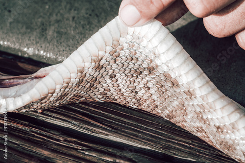 Dead rattlesnake. Biology photography. Snake blood. photo