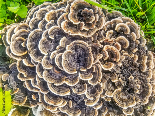 Polypore mushroom, background and texture