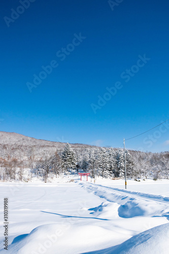 冬の雑木林と青空 © kinpouge